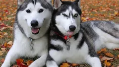 Dva psi plemene husky leží na podzimním listí v parku