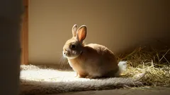 Králík sedí na podlaze ve slunečním světle vedle sena, domácí mazlíček v bytě.