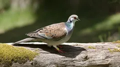 Jak pomoci ptákům a dalším volně žijícím zvířatům přečkat podzim a zimu