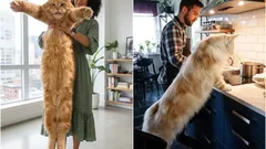 Obrovská mainská mývalí kočka – držena člověkem a stojící u kuchyňské linky.