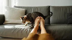 Jak pochopit kočičí chování, když kouše do nohou