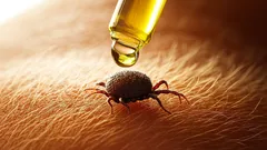 Překvapivá domácí cesta k bezpečnějšímu odstranění klíšťat u mazlíčků